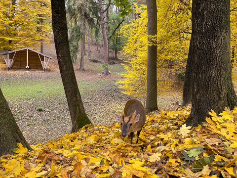 Muntjac deer in the autumn park
