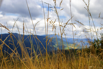 Colorful mountain landscape with spikes in the foreground in cloudy weather in the Carpathians. Beautiful Ukraine.