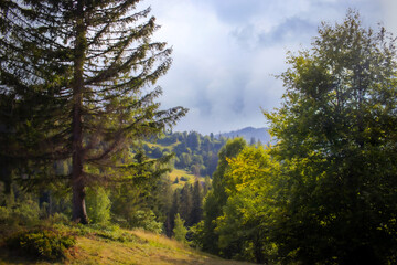 Fototapeta na wymiar Fairy forest landscape with flowers in cloudy weather in the Carpathians. Beautiful Ukrainian mountains.