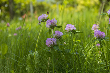 Clover flowers in a green grass field on blurry background, nature details on a summer day