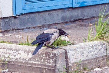 A crow found food on the street