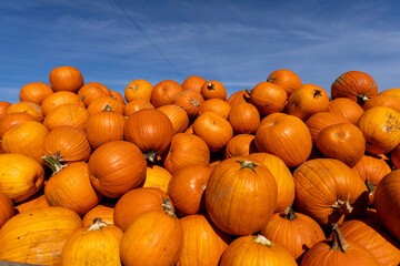 Pumpkins at amish market