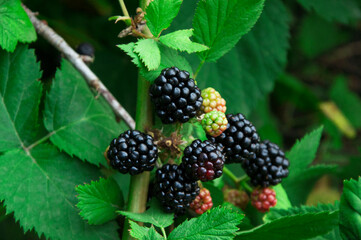 ripe blackberries in the garden. dark sweet berries in the forest. the concept of growing...