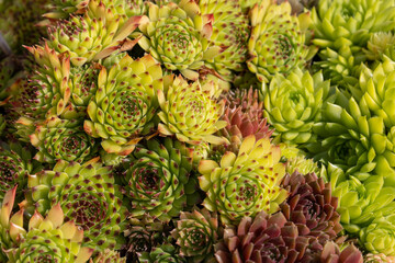 Fototapeta premium Sempervivum an evergreen succulent in the family of sedum species. Semper means always and vivus means life, so the name of the plant is always life in English
