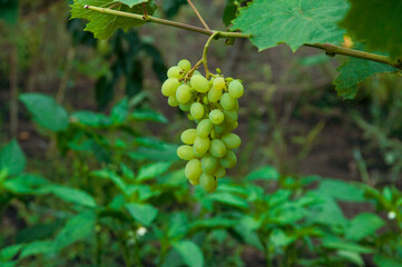 Grono of green grapes in the vineyard. the concept of growing grapes. wine making illustration. big grapes in the garden