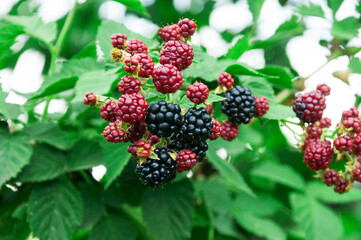 ripe blackberries in the garden. dark sweet berries in the forest. the concept of growing...