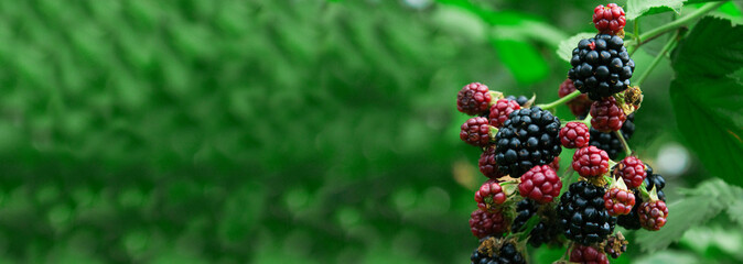 ripe blackberries in the garden. dark sweet berries in the forest. the concept of growing blackberries. raspberry cumberland on a plantation - obrazy, fototapety, plakaty