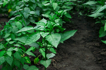 bush of green pepper in the garden. the concept of growing sweet peppers. young plant in the garden