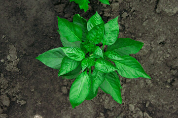 bush of green pepper in the garden. the concept of growing sweet peppers. young plant in the garden