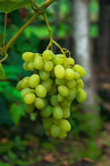 Grono of green grapes in the vineyard. the concept of growing grapes. wine making illustration. big grapes in the garden