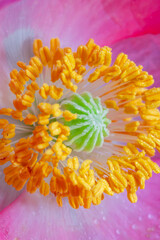 Inner View Of Poppy Flower