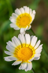 Fototapeta premium Two Cosmos Flower On A Blur Garden BackGround