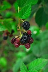 ripe blackberries in the garden. dark sweet berries in the forest. the concept of growing blackberries. raspberry cumberland on a plantation