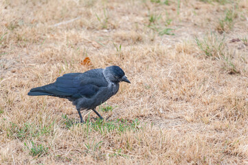 The jackdaw bird is looking for food in the grass