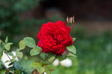 There are two roses growing in the garden , one has bloomed and the other is still in bud