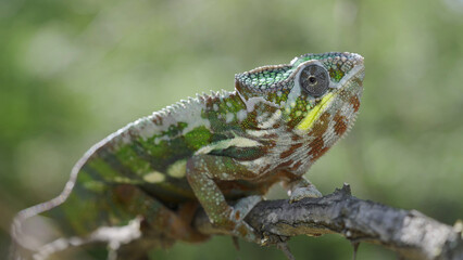 Close up of Chameleon sits on a tree branch and looks around. Panther chameleon (Furcifer pardalis)
