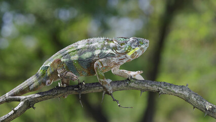 Chameleon sits on a tree branch and looks around. Panther chameleon (Furcifer pardalis). Close-up