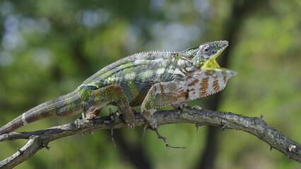 Chameleon sits on a tree branch opens its yellow mouth wide during molting. Panther chameleon (Furcifer pardalis).