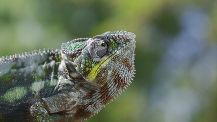 Close up of Chameleon sits on a tree branch and looks around. Panther chameleon (Furcifer pardalis)