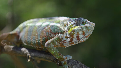 Close up of Chameleon sits on a tree branch and looks around. Panther chameleon (Furcifer pardalis)