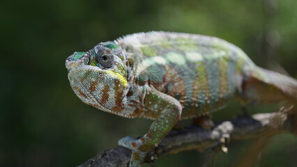 Close up of Chameleon sits on a tree branch and looks around. Panther chameleon (Furcifer pardalis)