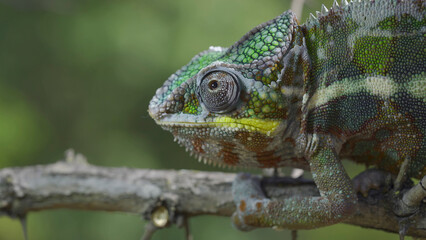 Close up of Chameleon sits on a tree branch and looks around. Panther chameleon (Furcifer pardalis)