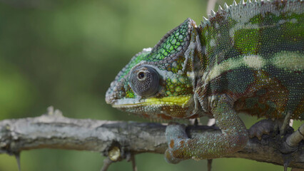 Close up of Chameleon sits on a tree branch and looks around. Panther chameleon (Furcifer pardalis)