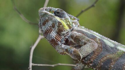 Close up of Chameleon sits on a tree branch and looks around. Panther chameleon (Furcifer pardalis)