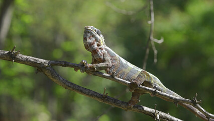Chameleon sits on a tree branch and looks around. Panther chameleon (Furcifer pardalis). Close-up