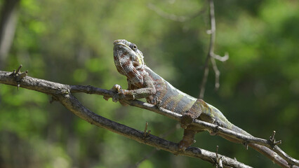Open-mouthed chameleon sits on a tree branch and looks around. Panther chameleon (Furcifer pardalis). Close-up