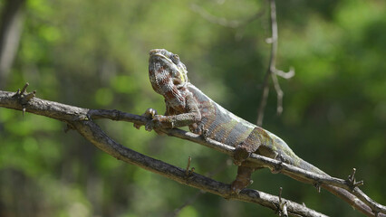 Chameleon sits on a tree branch and looks around. Panther chameleon (Furcifer pardalis). Close-up