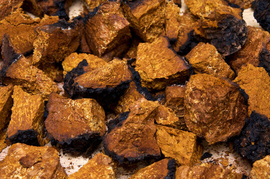 Closeup of dried and cut orange and black medicinal chaga mushroom from birch tree, used in alternative medicine. From above.