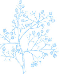 Winter plants twigs, berries, and leaves of plant Christmas theme Hand-drawn vintage sketch botanical illustration. Engraving style. Flat color PNG illustration