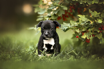 staffordshire bull terrier puppy posing outdoors