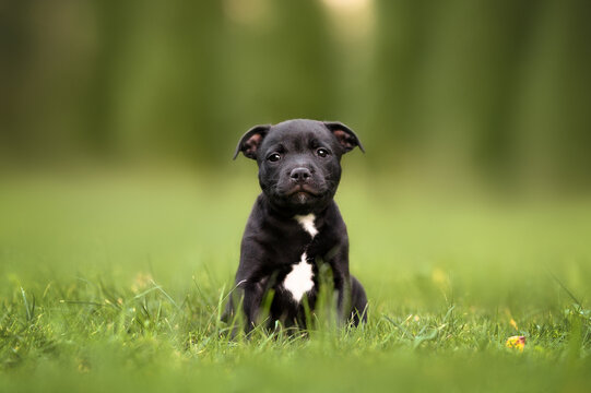 black staffordshire bull terrier puppy posing on grass