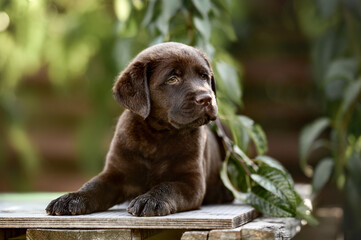 beautiful brown labrador puppy lying down outdoors in summer