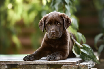 cute brown labrador puppy lying down outdoors, close up portrait
