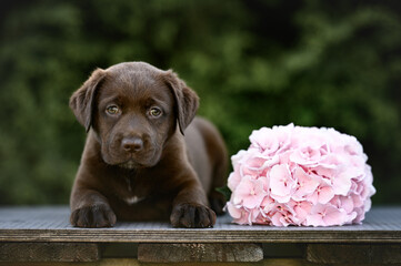 chocolate labrador puppy posing with pink hydrangea flower