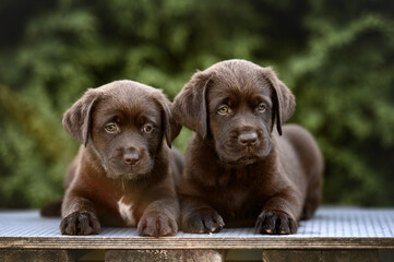 two chocolate labrador puppies lying down together outdoors