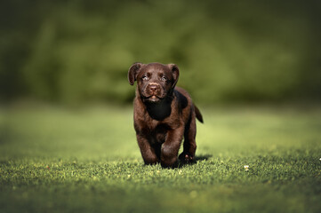 brown labrador puppy running on grass