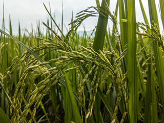 green rice field