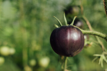 Black tomato on a branch in the greenhouse