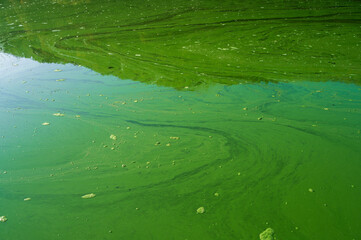 Streaks of blue-green algae or cyanobacteria turned water green