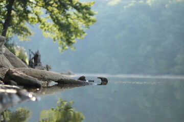 Brume sur un lac