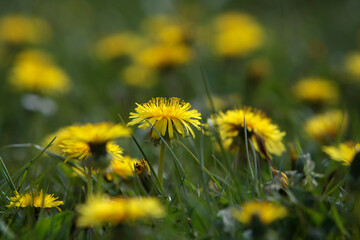 Gelb blühender Löwenzahn auf einer grünen wiese im Frühling