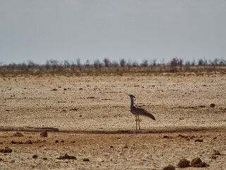 kori bustard, Ardeotis kori, the largest flying bird
