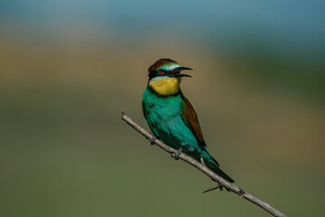 European Bee-eater (Merops apiaster) perched on a branch.
