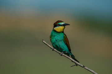 European Bee-eater (Merops apiaster) perched on a branch.