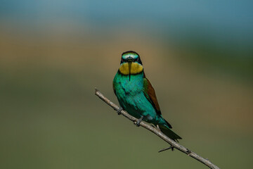 European Bee-eater (Merops apiaster) perched on a branch.