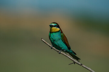 European Bee-eater (Merops apiaster) perched on a branch.